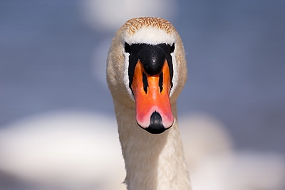 Весна. Белоснежные лебеди на водохранилище Дрозды