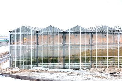 Круглый год в магазинах! Как выращивают овощи в тепличном хозяйстве \"ДОРОРС\"