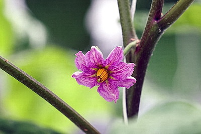 Мартовское путешествие в лето. Как в теплицах Гродненской овощной фабрики растят богатый урожай