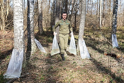 На квас и витаминные напитки. В Витебской области идет заготовка березового сока
