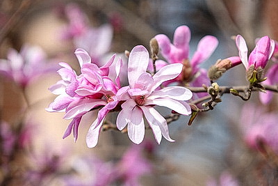 В Бресте распустилась магнолия