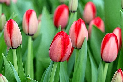 Первые тысячи роз и тюльпанов срезали в теплицах \"Витебского Зеленстроя\"