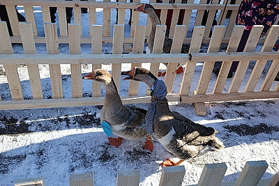 Гусиные забеги, обряды и много песен. В Костюковичском районе провели \"Гусінае свята\"
