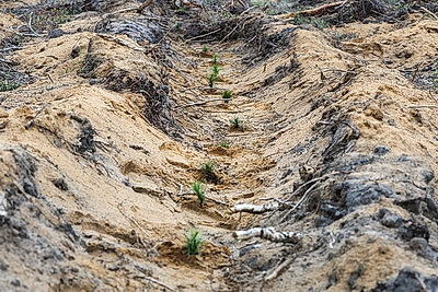 Республиканский субботник: коллектив Администрации Президента принял участие в благоустройстве мемориального комплекса и посадке леса