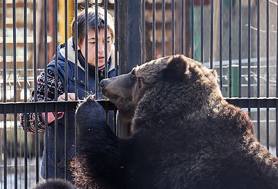 \"Чувствуют себя хорошо\". Медведицы из Витебского зоопарка вышли из зимней спячки