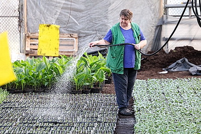 Полностью ручная работа. Более миллиона цветов готовят к высадке на улицах Витебска