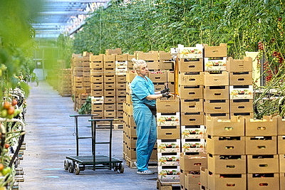 Круглый год в магазинах! Как выращивают овощи в тепличном хозяйстве \"ДОРОРС\"