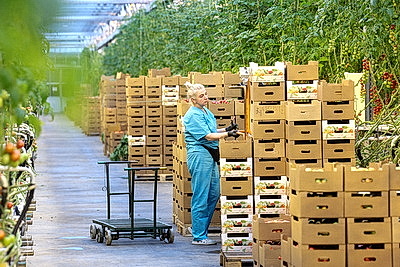 Круглый год в магазинах! Как выращивают овощи в тепличном хозяйстве \"ДОРОРС\"