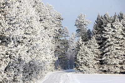 Ночью до -25..-30°С ожидается в Беларуси 15 января