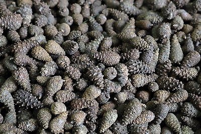 \"Шишки на вес золота\". Как в Белыничском лесхозе заботятся о будущем леса