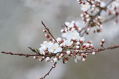 Яркие краски брестских улиц