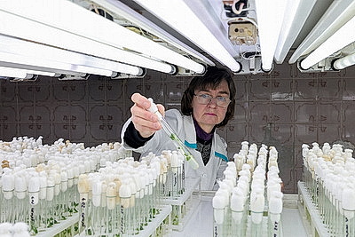 Новые сорта картофеля выращивают в Витебском зональном институте сельского хозяйства