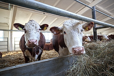 Лукашенко ознакомился с развитием мясного скотоводства и молочной отрасли