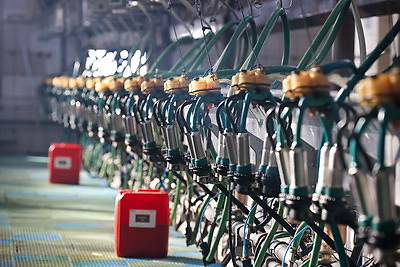 Более 130 тонн молока за жизнь и 55 литров в сутки! Необычная корова-долгожитель с нежной кличкой живет в Беларуси