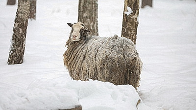 Зимний день в Березинском биосферном заповеднике