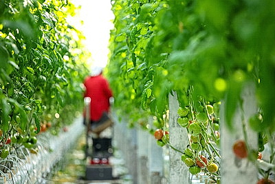 Фермеры Столинского района наращивают объемы производства овощей