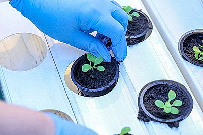 Круглый год в магазинах! Как выращивают овощи в тепличном хозяйстве \"ДОРОРС\"