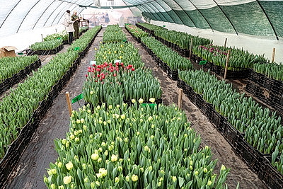 Тюльпаны продолжают расти даже в вазе. В Гомельском опытном лесхозе рассказали об особенностях букетов