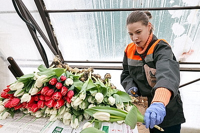 Тюльпаны продолжают расти даже в вазе. В Гомельском опытном лесхозе рассказали об особенностях букетов