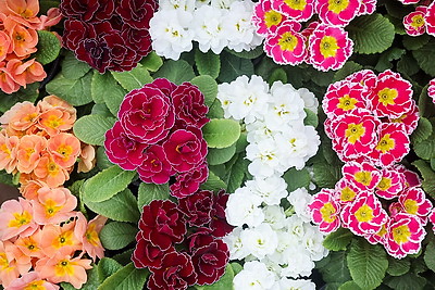 Атмосфера на улицах белорусских городов в преддверии 8 Марта