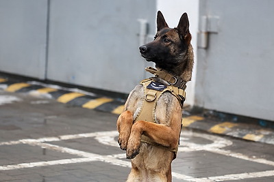 Здесь человек и собака понимают друг друга \"с первого взгляда\". Как несут службу кинологи в Бобруйском отделе Департамента охраны