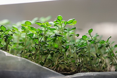 Посадка раннего картофеля идет в крупном хозяйстве Ивановского района