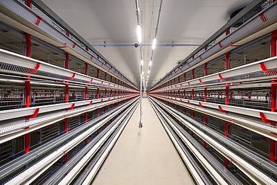 Турчин посетил Солигорскую птицефабрику