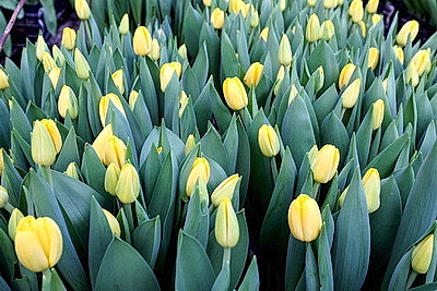 Первые тысячи роз и тюльпанов срезали в теплицах \"Витебского Зеленстроя\"