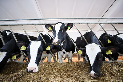 Более 130 тонн молока за жизнь и 55 литров в сутки! Необычная корова-долгожитель с нежной кличкой живет в Беларуси