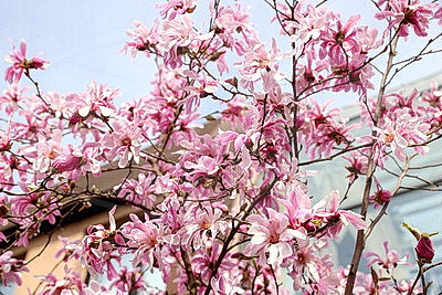 В Бресте распустилась магнолия