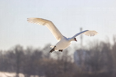 В Бресте расчищают полыньи для зимующих птиц