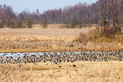 Перелетные птицы массово возвращаются в Беларусь