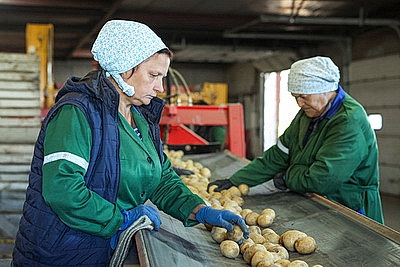 В Беларуси ведется уборка картофеля