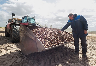 Посадка раннего картофеля идет в крупном хозяйстве Ивановского района