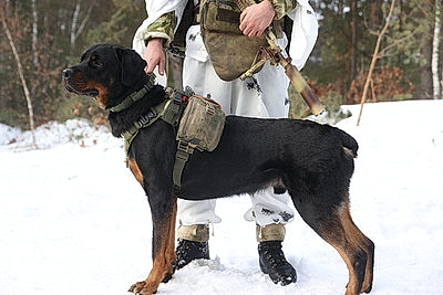 Брестские десантники во время проверки ВС: готовы терпеть трудности для защиты страны