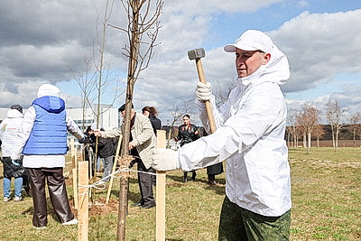 Аллею из 50 молодых лип высадили активисты-общественники в Гродно