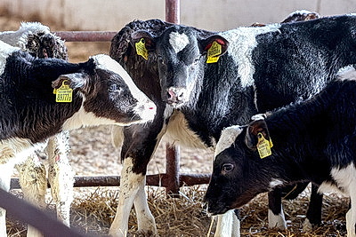 Теплые одеяла для согрева телят передали активисты Витебского областного отделения БСЖ