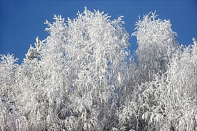 Ночью до -25..-30°С ожидается в Беларуси 15 января