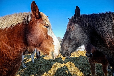 ФОТОХРОНИКА начинает новый информационный день