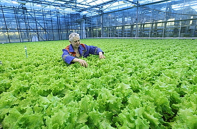 Урожай свежих огурцов, помидоров, салата, зелени собирают в Полоцком районе