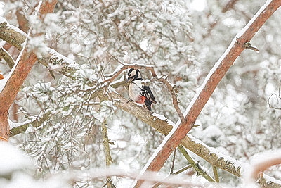 Зимний день в Березинском биосферном заповеднике