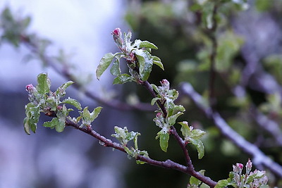 Мокрый снег выпал в Гродно