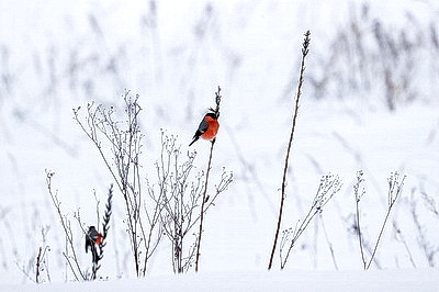 ФОТОХРОНИКА начинает новый информационный день