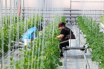 В Столинском районе созревает второй урожай огурцов в теплице