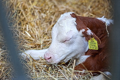 Лукашенко ознакомился с развитием мясного скотоводства и молочной отрасли