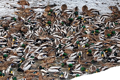 ФОТОХРОНИКА начинает новый информационный день