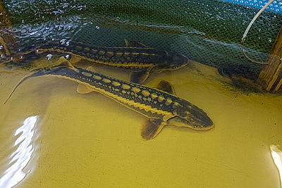 Специалистов для рыбоводства готовят в БГСХА