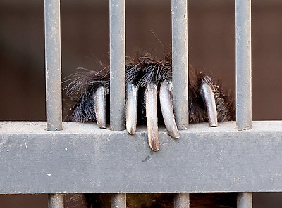 \"Чувствуют себя хорошо\". Медведицы из Витебского зоопарка вышли из зимней спячки