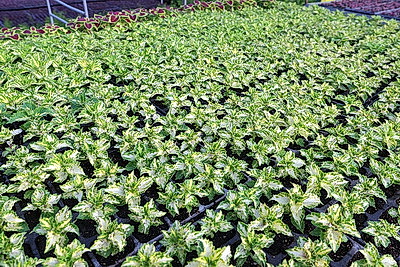 Полностью ручная работа. Более миллиона цветов готовят к высадке на улицах Витебска