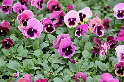 В Бресте собираются высадить миллион цветочных растений